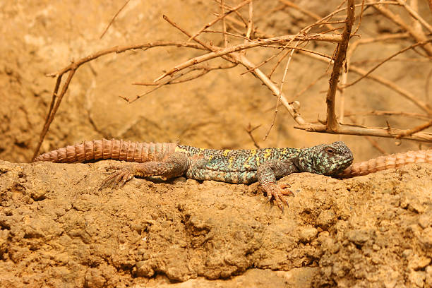 Ornate Spiny-Tailed Lizard Uromastyx ornate Ornate Spiny-Tailed Lizard Uromastyx ornate hoplocercidae stock pictures, royalty-free photos & images