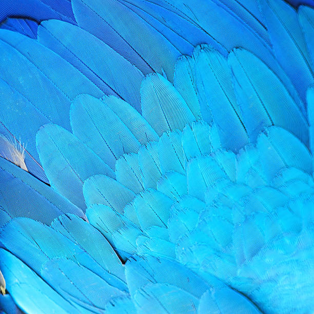 istock Blue and Gold Macaw feathers 465161770