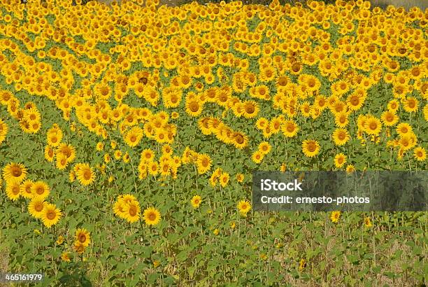 Sonnenblume 0명에 대한 스톡 사진 및 기타 이미지 - 0명, 굴광성, 꽃-꽃의 구조