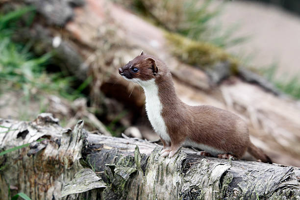 Stoat, Mustela erminea Stoat, Mustela erminea stoat mustela erminea stock pictures, royalty-free photos & images