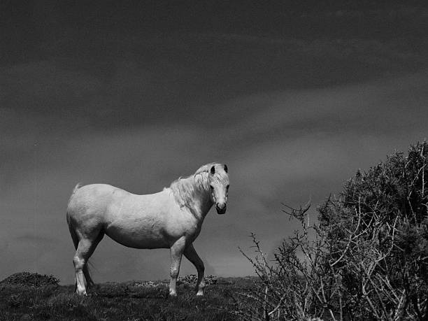 Two horses grazing pasture in in North Fort Myers Florida-black and white photography