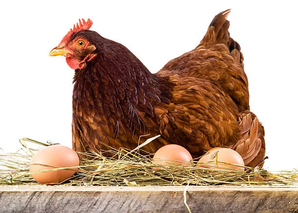 Hen in hay with eggs isolated on white