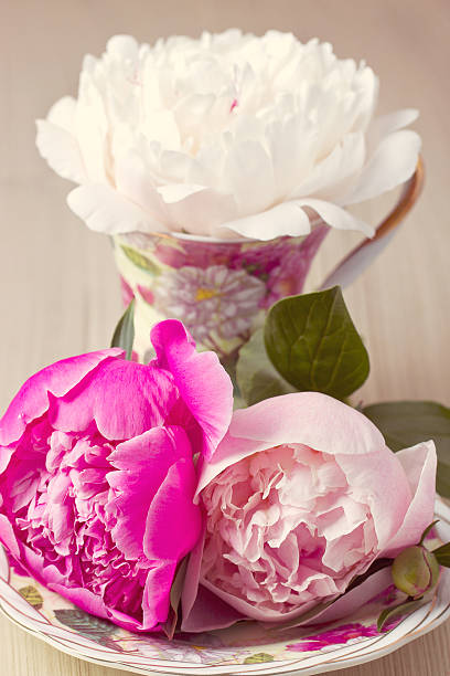 peonia rosa nel contenitore - vertical studio shot indoors pink foto e immagini stock