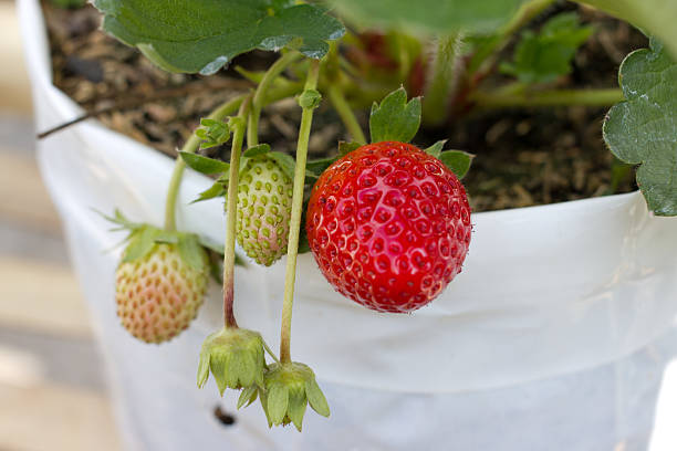 istock Red and green strawberry in pots 465167063