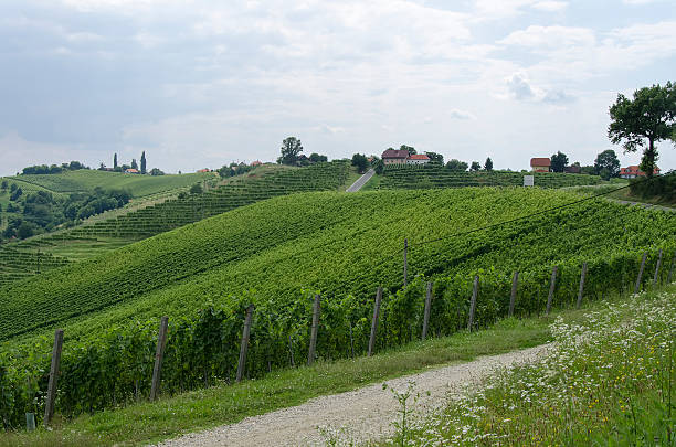 포도원입니다 contryside - slovenia vineyard grape jeruzalem 뉴스 사진 이미지