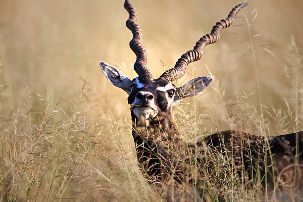 black buck deer - hirschziegenantilope stock-fotos und bilder