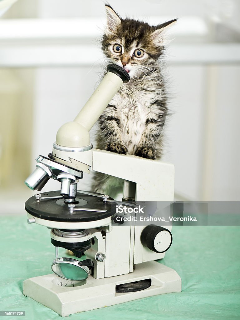 Little assistant Adorable kitten in laboratory Domestic Cat Stock Photo