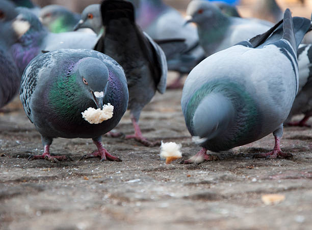 istock pigeons at city park feeding 465176107