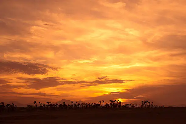 Sunset in the desert - Palm Silhouettes