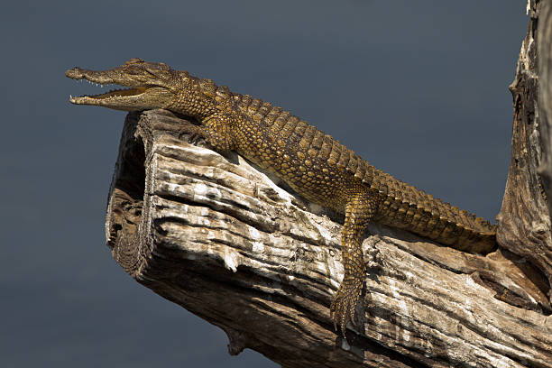 istock Baby nile crocodile 465176871