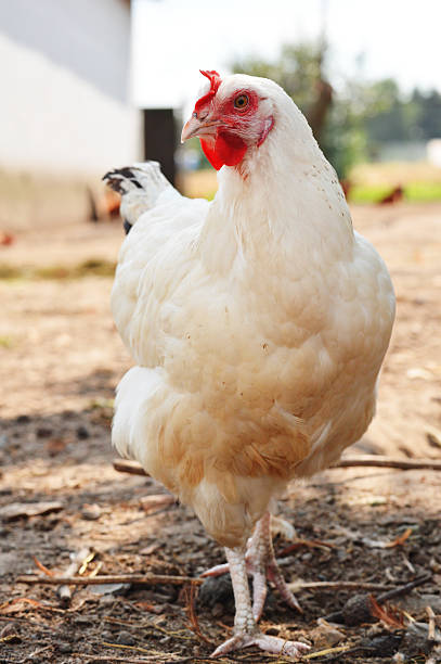 istock Chickens on traditional free range poultry farm 465177349