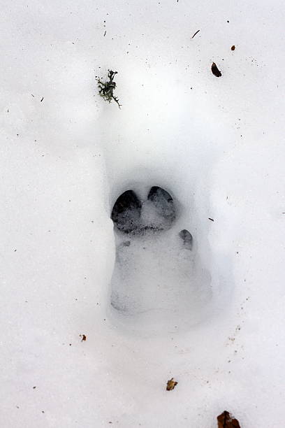 istock wild boar track in snow 465178195