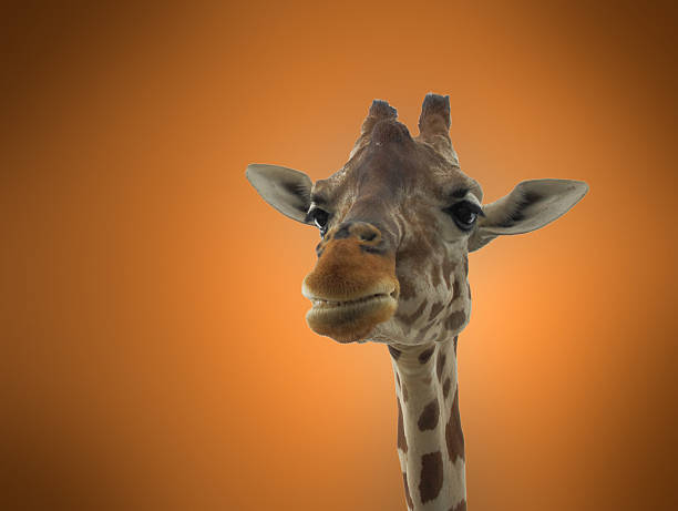 istock giraffe, isolated close-up portrait 465182325