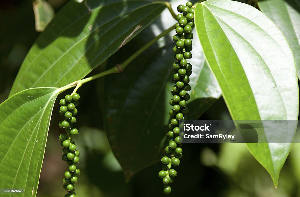 How pepper grows peppercorns growing organically. this is what's in your black pepper grinder. Black Peppercorn Stock Photo