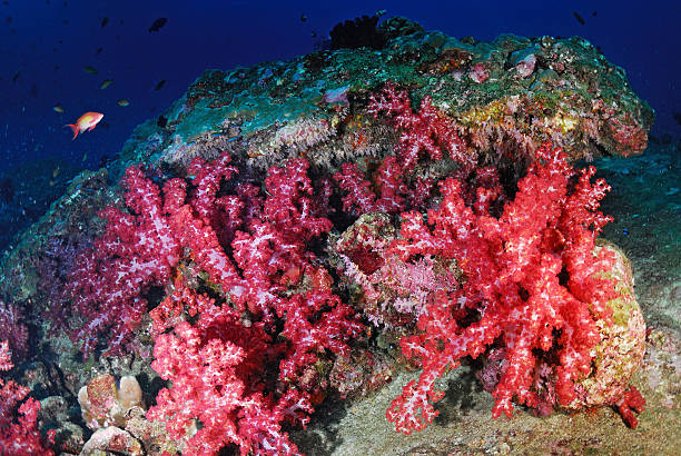 istock Beautiful colorful soft coral with diver, Similan, Thailand. 465182763