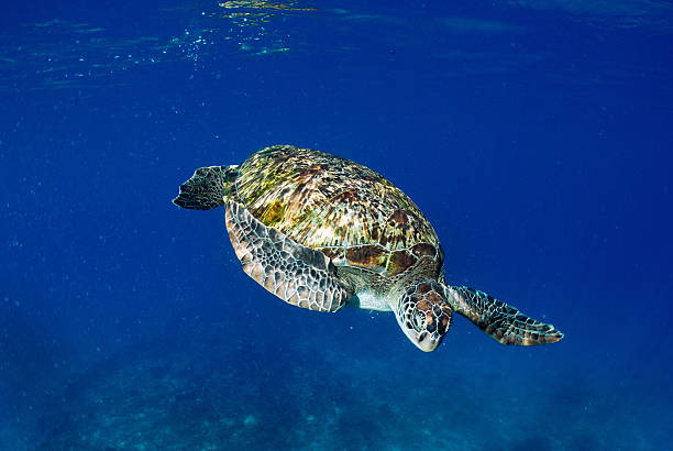 istock Green turtle at sea surface, Similan, Thailand 465182939