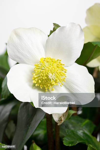 Black Hellebore Helleborus Niger Or Christmas Rose Stock Photo - Download Image Now