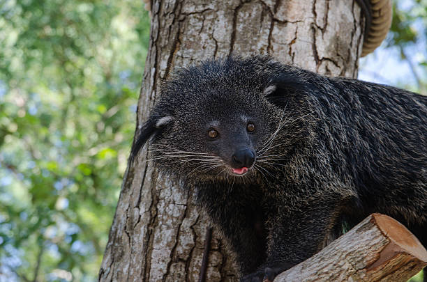 istock rare and amusing animal - binturong 465184635