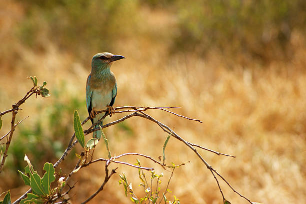 Lilac-breasted Roller Lilac-breasted Roller. Tsavo East National Park, Kenya. lilac breasted roller stock pictures, royalty-free photos & images