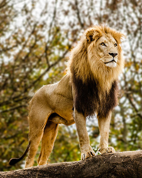 Male lion looking out atop rocky outcrop