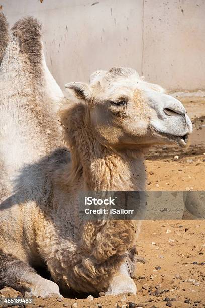 Camelo - Fotografias de stock e mais imagens de Animal - Animal, Animal de Safari, Ao Ar Livre