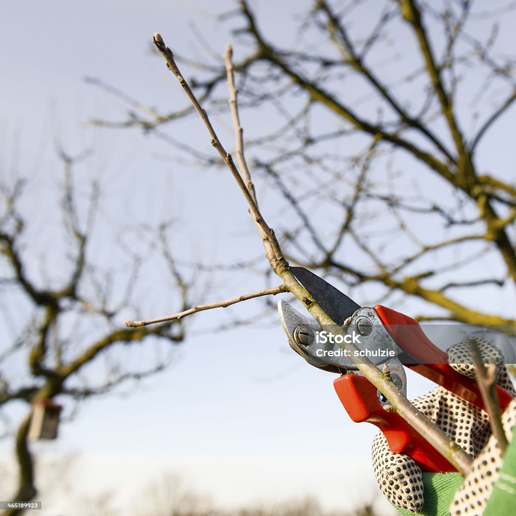 tree cutting Pruning - Gardening Stock Photo