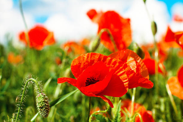 istock Poppy flowers in sunny day 465190103