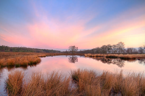 Lake on moor Lake on heath at sunrise under a purple and pink sky. molinia caerulea stock pictures, royalty-free photos & images