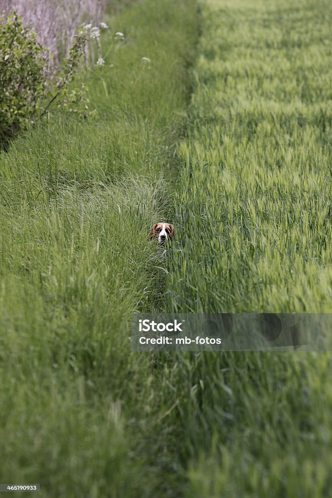 Beagle in cornfield - Lizenzfrei Apfelschimmel Stock-Foto