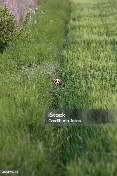 Beagle In Cornfield Stockfoto und mehr Bilder von Apfelschimmel - Apfelschimmel, Beagle, Braun