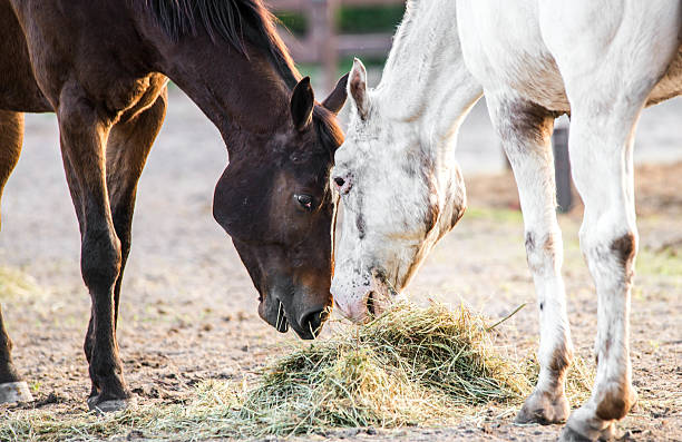 istock Horse Friends 465191381