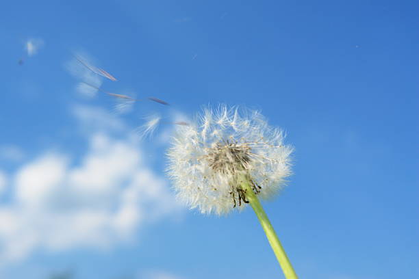 istock blowball dandelion sky wind 465191629