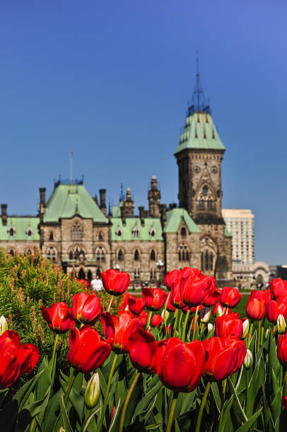 istock Tulip festival in Ottawa 465191767