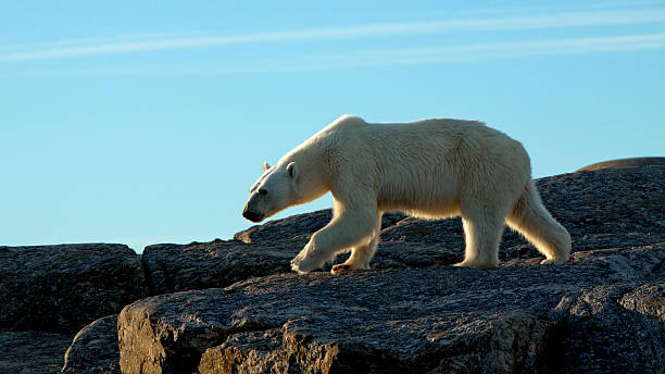 istock Eisbaer, Thalarctos maritimus, polar bear 465192125