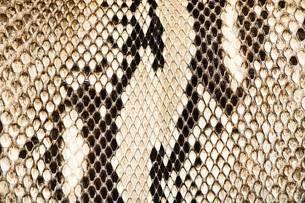 istock Texture of genuine snakeskin 465193463