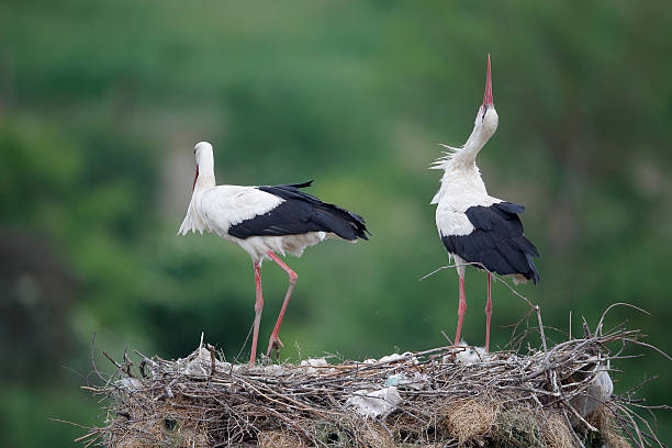 istock White stork, Ciconia ciconiaa 465193807