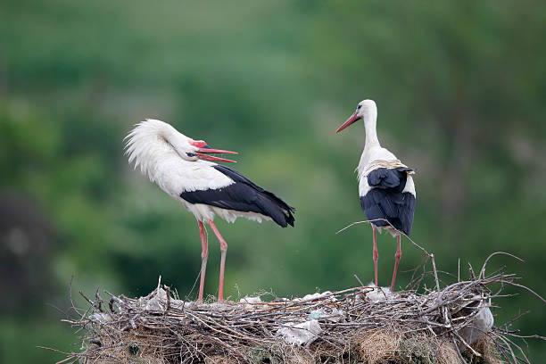 istock White stork, Ciconia ciconiaa 465193843