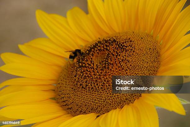 Sonnenblume Foto de stock y más banco de imágenes de Amarillo - Color - Amarillo - Color, Cabeza de flor, Flor