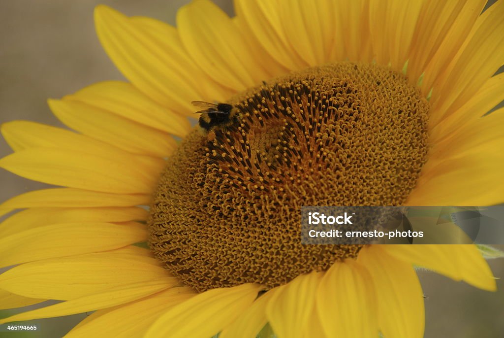 Sonnenblume - Foto stock royalty-free di Capolino