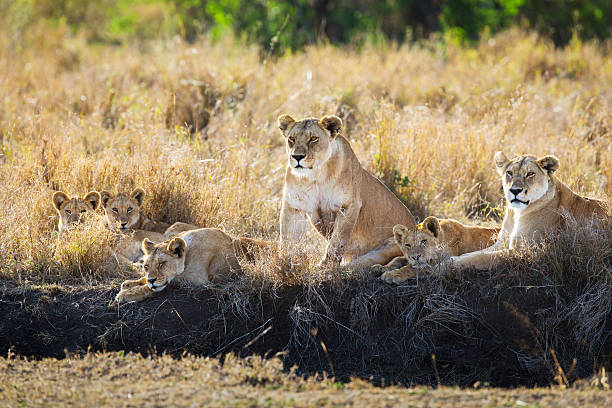 istock Lions pride resting in the grass 465196325