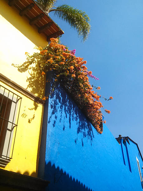 Tropical Plants and Colorful Buildings Cuernavaca Mexico Tropical Plants and Colorful Buildings against a blue sky in Cuernavaca Morelos State Mexico cuernavaca stock pictures, royalty-free photos & images