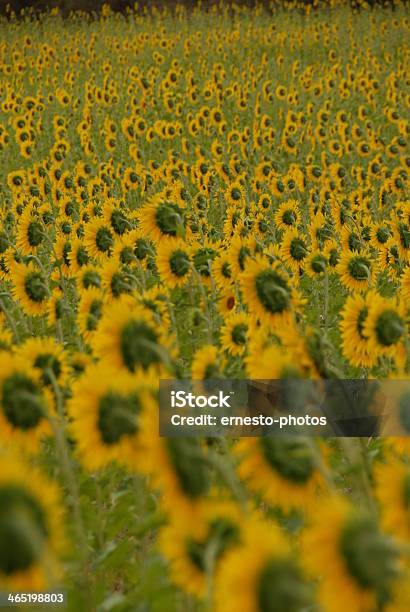 Sonnenblume - zdjęcia stockowe i więcej obrazów Bez ludzi - Bez ludzi, Fotografika, Fototropizm