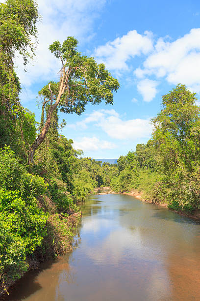 istock River in forest with blue sky, Khao Yai, Thailand 465198921