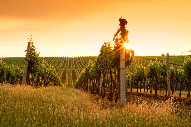 istock Evening view of the vineyards 465199261