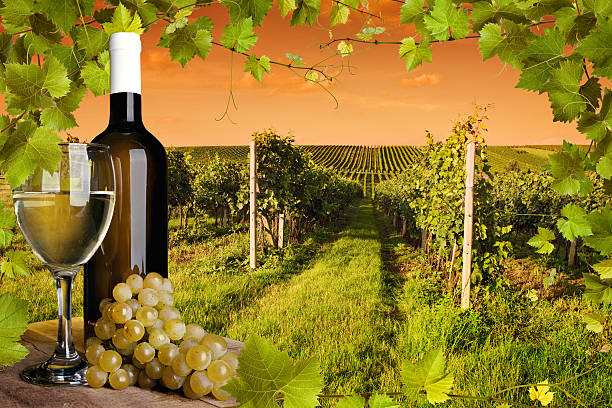 istock Bottle and glass of wine at sunset 465199305