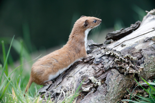 Weasel, Mustela nivalis, single mammal in grass, captive, May 2013