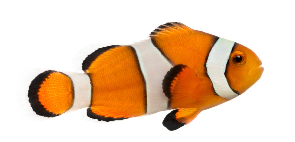 Side view of an Ocellaris clownfish, Amphiprion ocellaris, isolated on white