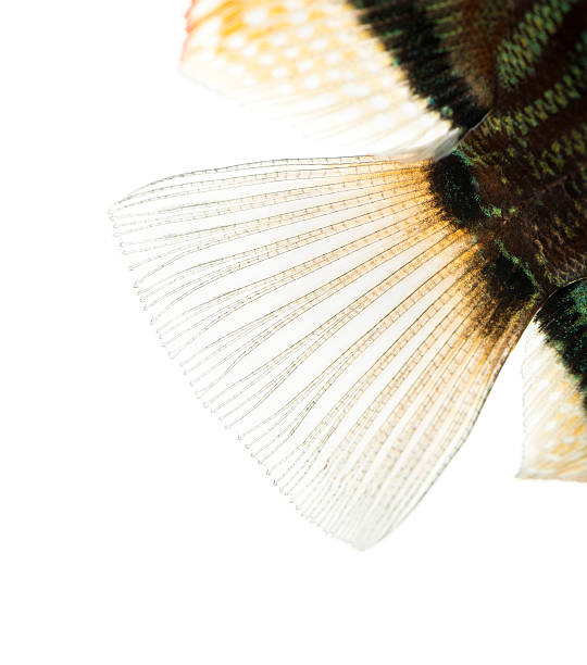 Close-up of a Blue snakeskin discus' caudal fin Close-up of a Blue snakeskin discus' caudal fin, Symphysodon aequifasciatus, isolated on white symphysodon aequifasciatus stock pictures, royalty-free photos & images