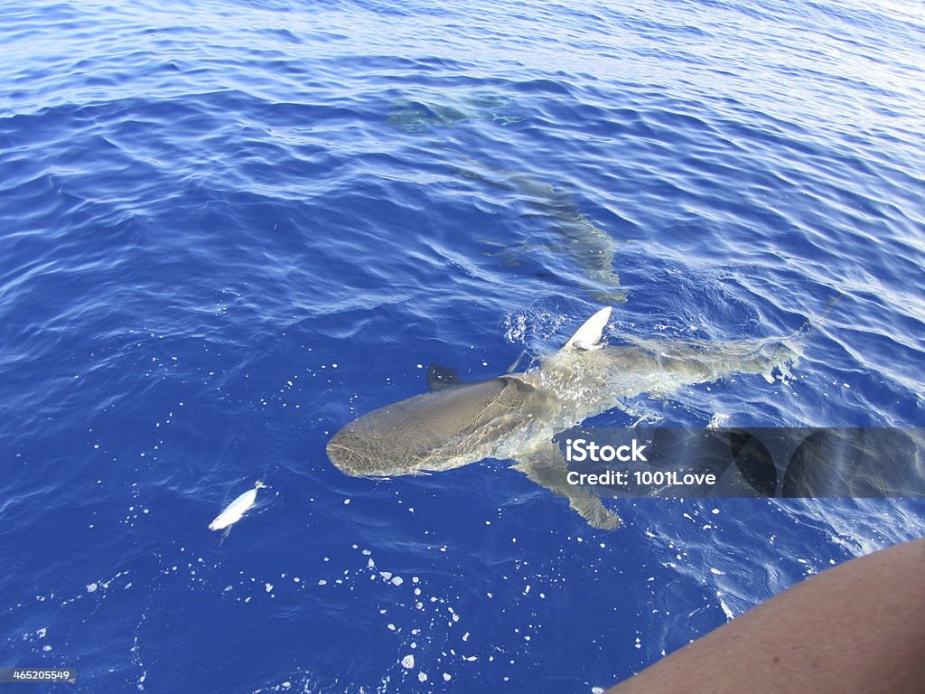 Tiburón ronda en el azul. - Foto de stock de Agua libre de derechos