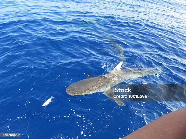 Tiburón Ronda En El Azul Foto de stock y más banco de imágenes de Agua - Agua, Alecta pectoral, Aleta - Equipo de buceo